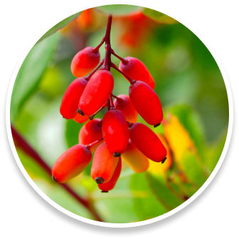 Berberine