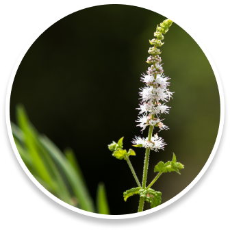 Black Cohosh