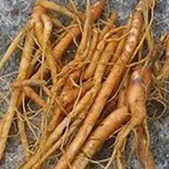 HydroLean XT Coleus Forskohlii